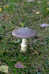 Amanita pantherina Mushroom Growing in Grass