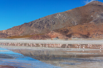 Flamingo in Argentina