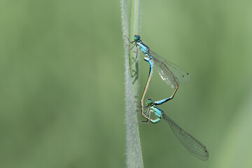 Close-up of a mating wheel of the large damselfly (Ischnura elegans) hanging from a green blade of...