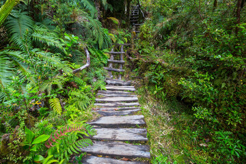 Obraz premium Forest in South Chile