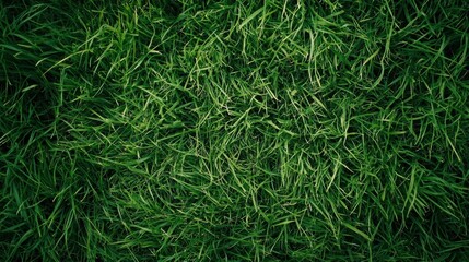Green grass texture. Field of green grass, a lawn in spring. Background of color grass. Closeup of a freshly mowed lawn, park. Sports turf surface. Backdrop of pasture close up. Nature Wallpaper.