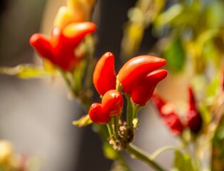 Red and yellow chili peppers with green leaves