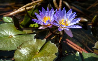 Purple water lilies in bloom