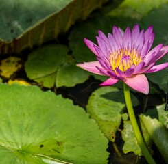 Vibrant pink water lily in a serene pond.