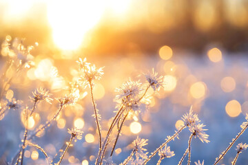 Obraz premium Golden sunlight rising over a frost-covered meadow, with sparkling ice crystals and soft morning haze