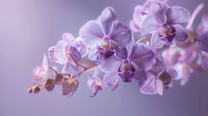 Charming Purple Flowers with Soft Purple Background