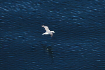 Beautiful bird photography with breath taking view