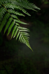 Fern leave with dark backgroun