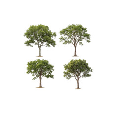 Four Isolated Green Trees on White Background for Stock Use