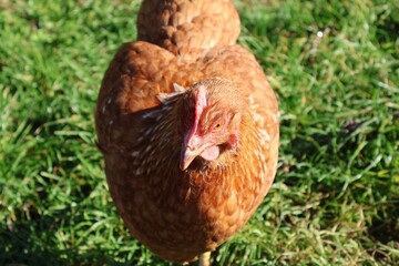 poulet marron en gros plan