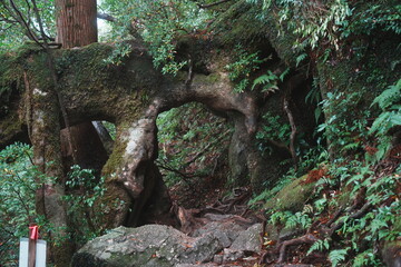 木のトンネル