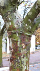 Fototapeta premium Autumn in Morocco’s Ifrane with Yellowed Maple Leaves, Red-Roofed Houses, Scenic Landscapes, Pedestrian Pathways, and Vibrant Seasonal Foliage in a Serene Countryside Setting 
