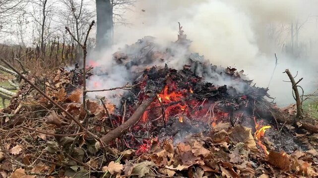 A fire made of leaves in late autumn. Autumn landscape, fire made of dry leaves.