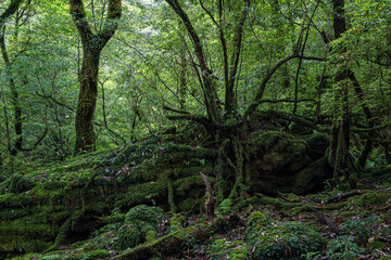 Obraz premium 屋久島 白谷雲水峡