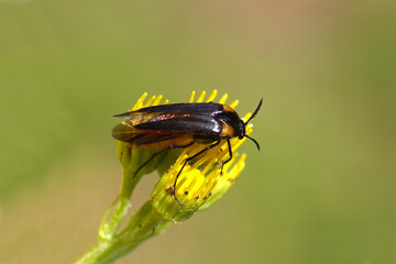 Wasp nest beetle (Metoecus paradoxus). Family Wedge-shaped beetles (Rhipiphoridae). On the flowers of ragwort (Senecio jacobaea). Summer July. Dutch garden
