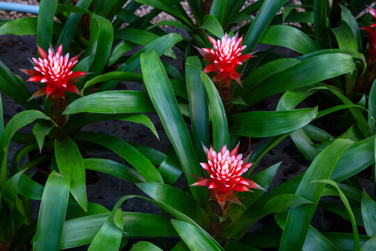 Guzmania conifera flowers, selective focus. Red and white, lush, tropical, indoor flower.