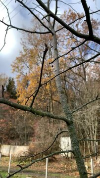 A man picks the last apple from a tree.