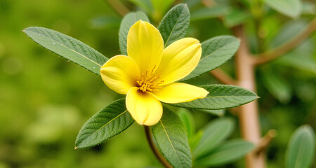 Rośliny, r&oacute;żnokolorowe kwiaty i ich otoczenie.