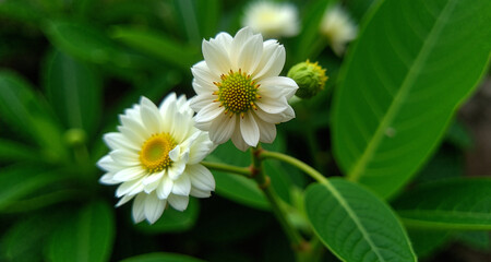 Rośliny, różnokolorowe kwiaty i ich otoczenie.