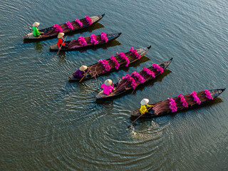  Harvesting water lilies in the floating season on Moc Hoa field, Long An.