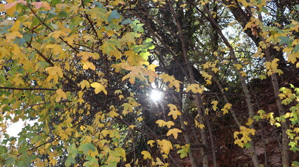 Autumn in Morocco’s Ifrane with Yellowed Maple Leaves, Red-Roofed Houses, Scenic Landscapes, Pedestrian Pathways, and Vibrant Seasonal Foliage in a Serene Countryside Setting  
