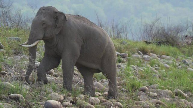 full shot of wild male asian elephant or Elephas maximus with long tusks walking out the frame during winter season safari at jim corbett national park forest reserve uttarakhand india asia