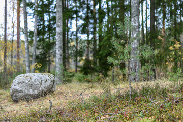 stone in the woods