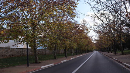 Autumn in Morocco’s Ifrane with Yellowed Maple Leaves, Red-Roofed Houses, Scenic Landscapes, Pedestrian Pathways, and Vibrant Seasonal Foliage in a Serene Countryside Setting  

