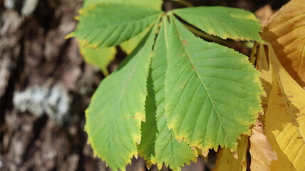 Autumn in Morocco’s Ifrane with Yellowed Maple Leaves, Red-Roofed Houses, Scenic Landscapes, Pedestrian Pathways, and Vibrant Seasonal Foliage in a Serene Countryside Setting  
