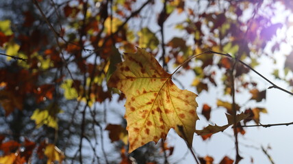 Autumn in Morocco’s Ifrane with Yellowed Maple Leaves, Red-Roofed Houses, Scenic Landscapes, Pedestrian Pathways, and Vibrant Seasonal Foliage in a Serene Countryside Setting  
