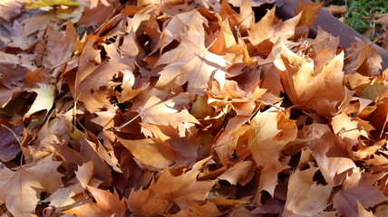 Autumn in Morocco&rsquo;s Ifrane with Yellowed Maple Leaves, Red-Roofed Houses, Scenic Landscapes, Pedestrian Pathways, and Vibrant Seasonal Foliage in a Serene Countryside Setting  
