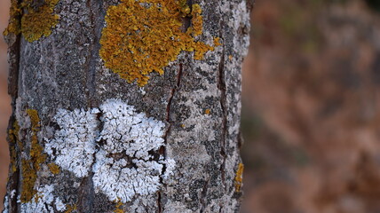 Autumn in Morocco&rsquo;s Ifrane with Yellowed Maple Leaves, Red-Roofed Houses, Scenic Landscapes, Pedestrian Pathways, and Vibrant Seasonal Foliage in a Serene Countryside Setting  
