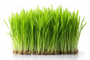 green grass isolated on white