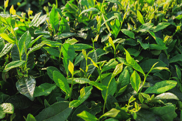 Green tea trees in spring mountains