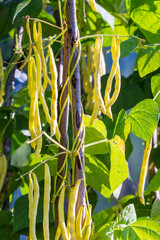 Haricot. Beans. Bean pods on the plant. Harvest