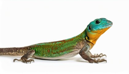 Naklejka premium lizard