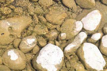 River rocks with clear water, shallow river current