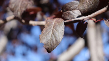 Autumn in Morocco’s Ifrane with Yellowed Maple Leaves, Red-Roofed Houses, Scenic Landscapes, Pedestrian Pathways, and Vibrant Seasonal Foliage in a Serene Countryside Setting  

