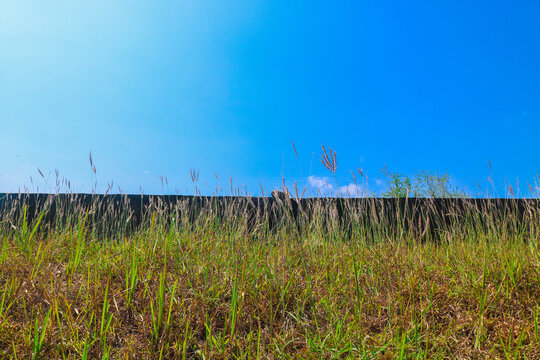 Johnson or Johnsongrass meadow, wild grass flowers on a railroad hill and blue sky