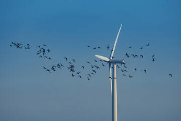 Flock of birds in flight around a wind turbine under a clear blue sky during early morning