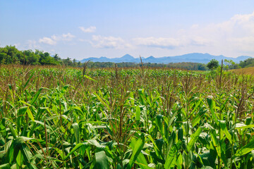 Panoramic view of a vast corn plantation growing against a blue sky. Corn fields are in bloom