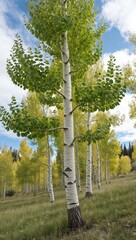 Fototapeta premium Aspen Tree Quaking tree with round leaves that tremble in the wind