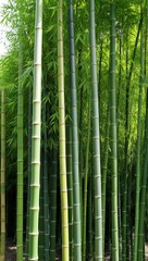 Bamboo Fast growing grass species with tall woody stems used for construction