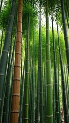 Fototapeta premium Bamboo Fast growing grass species with tall woody stems used for construction