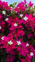 Bougainvillea Thorny vine with vibrant purple pink or red bracts surrounding small white flowers