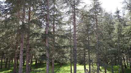 Lush Coniferous Trees in Scenic Forest Landscape Under Bright Blue Sky with Fluffy Clouds, Highlighting Nature, Evergreen Plants, and Seasonal Beauty
