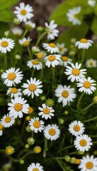 Fototapeta premium Chamomile Herb known for its small daisy like flowers often used in tea