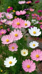Obraz premium Cosmos Bright daisy like annual flowers often pink or white that grow easily in garden beds