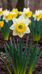 Daffodil Early blooming perennial with bright yellow flowers commonly seen in spring gardens