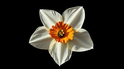 A unique white daffodil with a vibrant yellow center blooming alone.